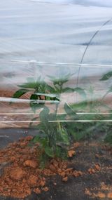 팜모닝 고추·영농일지 게시글 이미지