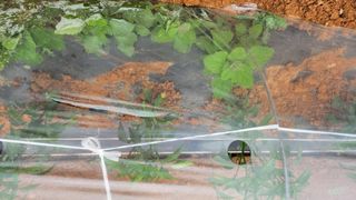 팜블리분매리농윈님의 고추 · 영농일지 작성글 사진