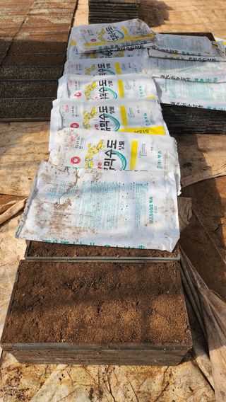 팜블리분매리농윈님의 벼 · 영농일지 작성글 사진