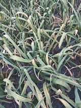 팜모닝 마늘·병해충상담 게시글 이미지