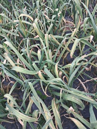 김덕영님의 마늘 · 병해충상담 작성글 사진