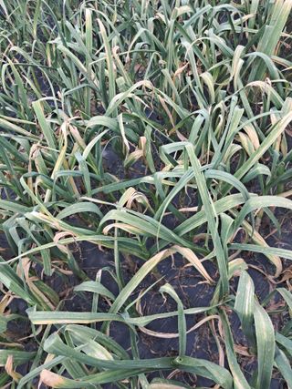 김덕영님의 마늘 · 병해충상담 작성글 사진