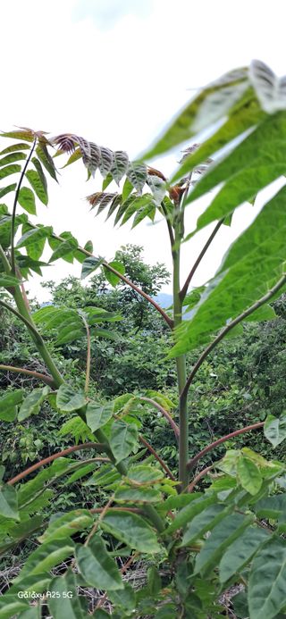 이현주(숲속의농원)님의 자유주제 · 자유게시판 작성글 사진