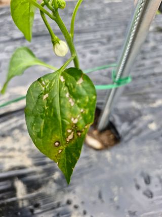 김한기님의 고추 · 병해충상담 작성글 사진