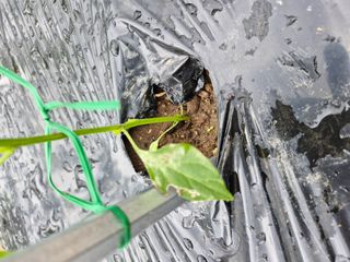 김한기님의 고추 · 병해충상담 작성글 사진