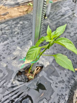 김한기님의 고추 · 병해충상담 작성글 사진