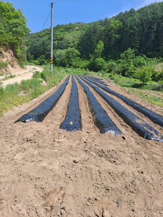 포도15386님의 자유주제 · 자유게시판 작성글 사진
