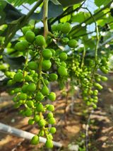 팜모닝 자유주제·자유게시판 게시글 이미지