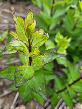 팜모닝 기타작물·병해충상담 게시글 이미지