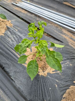 한양희님의 농사, 무엇이든 물어보세요! · 참여글 작성글 사진