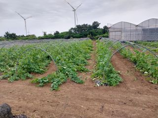 채정식님의 호박 · 영농일지 작성글 사진