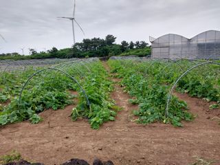 채정식님의 호박 · 영농일지 작성글 사진