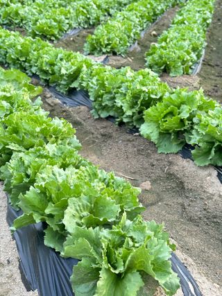 호저*윤정님의 기타작물 · 영농일지 작성글 사진