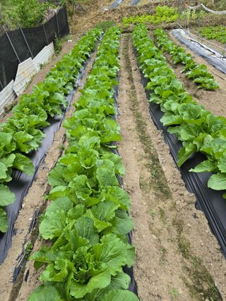 청계닭님의 배추 · 영농일지 작성글 사진