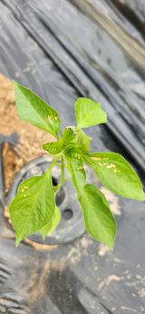 팜모닝 고추·병해충상담 게시글 이미지