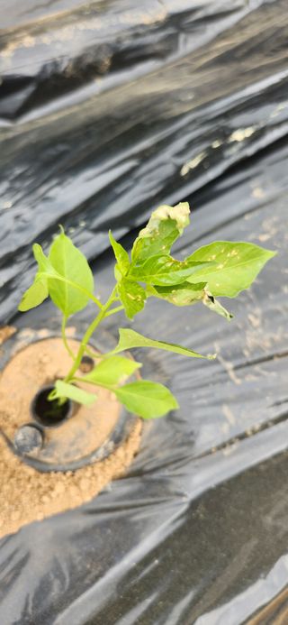 텃밭사랑꾼님의 고추 · 병해충상담 작성글 사진