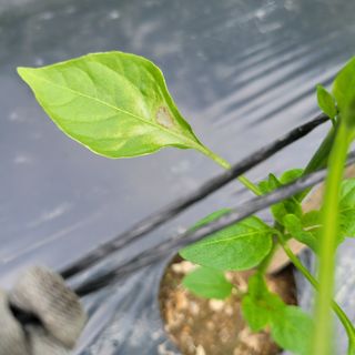 이창화님의 고추 · 병해충상담 작성글 사진