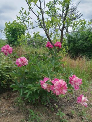 두릅나무16580님의 자유주제 · 사진전 작성글 사진