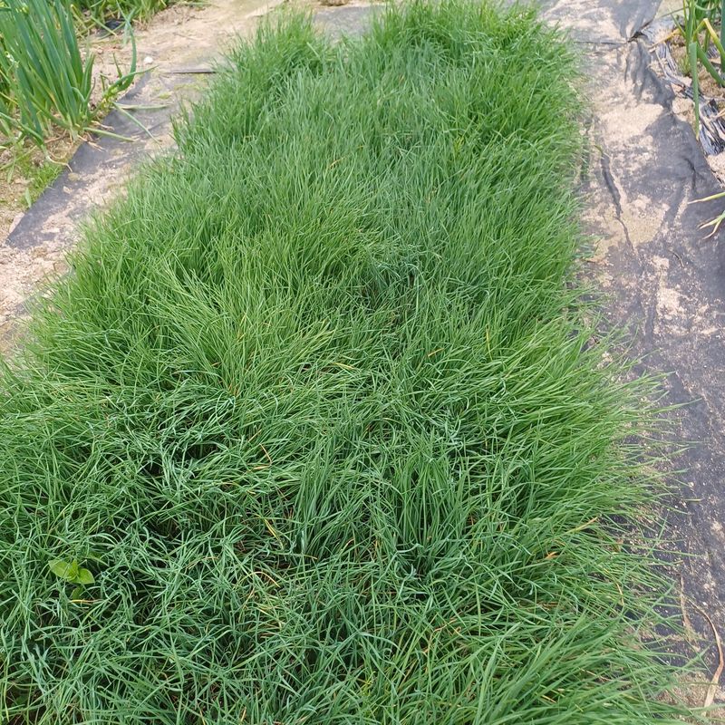 삼성농산님의 장터 판매 상품 [영양부추 모종 판매합니다] 첨부 사진