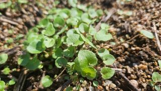 조병대님의 기타작물 · 자유게시판 작성글 사진