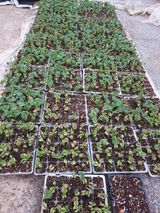 팜모닝 자유주제·자유게시판 게시글 이미지