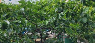 해균님의 감 · 자유게시판 작성글 사진