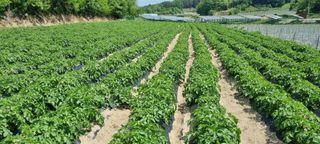 박사원농장님의 감자 · 영농일지 작성글 사진