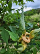 팜모닝 두릅·병해충상담 게시글 이미지