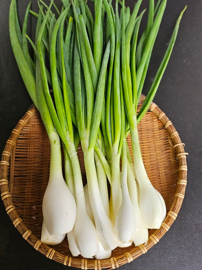 장터 상품 [줄기양파 최저가 1KG] 썸네일