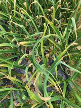 팜모닝 마늘·병해충상담 게시글 이미지