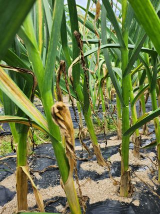 황공이오님의 마늘 · 병해충상담 작성글 사진