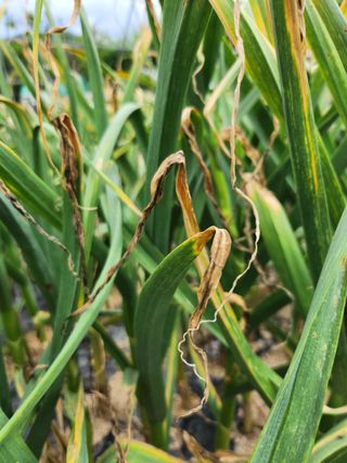 황공이오님의 마늘 · 병해충상담 작성글 사진