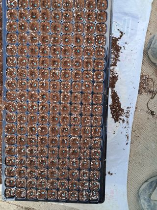 대산농사대장님의 참깨 · 자유게시판 작성글 사진