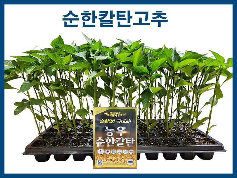 안산제일농약사님의 장터 판매 상품 [농우 순한칼탄고추모종 100개 남은수량300개] 첨부 사진