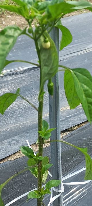 장도리님의 고추 · 병해충상담 작성글 사진