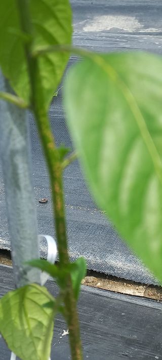 장도리님의 고추 · 병해충상담 작성글 사진