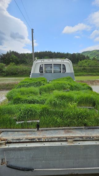 요리하는 농부님의 벼 · 영농일지 작성글 사진