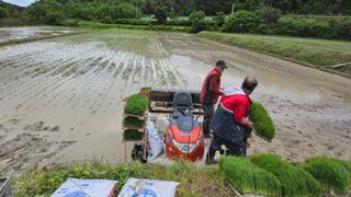 요리하는 농부님의 벼 · 영농일지 작성글 사진