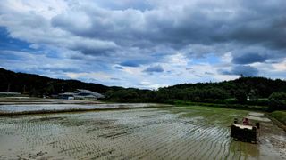 요리하는 농부님의 벼 · 영농일지 작성글 사진