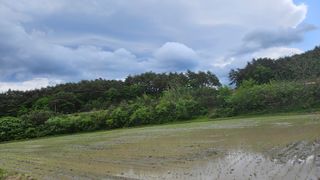 요리하는 농부님의 벼 · 영농일지 작성글 사진