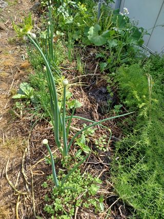 무료지식나눔 팜닥터님의 자유주제 · 자유게시판 작성글 사진