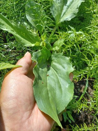 무료지식나눔 팜닥터님의 자유주제 · 자유게시판 작성글 사진