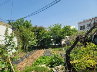 장효기님의 5월 내 작물 자랑하기 · 참여글 작성글 사진