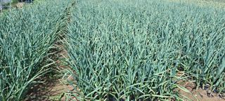 귀요미야옹이최세근님의 자유주제 · 자유게시판 작성글 사진