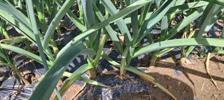 귀요미야옹이최세근님의 자유주제 · 자유게시판 작성글 사진