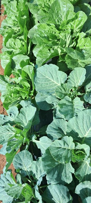 귀요미야옹이최세근님의 자유주제 · 자유게시판 작성글 사진