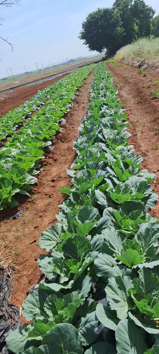 귀요미야옹이최세근님의 자유주제 · 자유게시판 작성글 사진