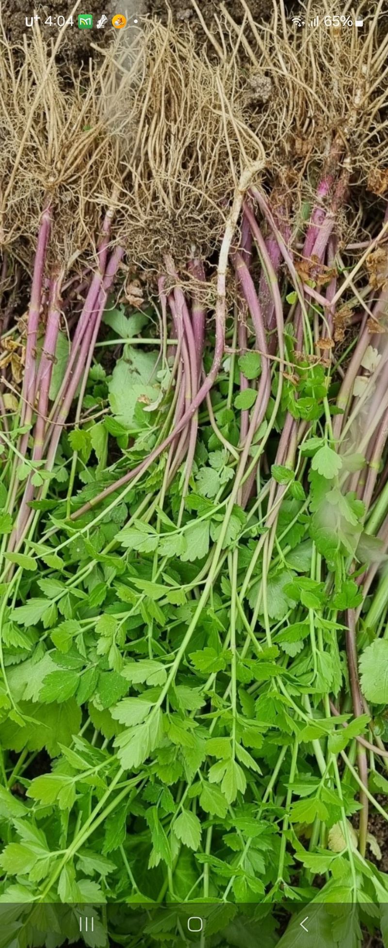 장터 상품 [불미나리모종 100개판매완료] 썸네일