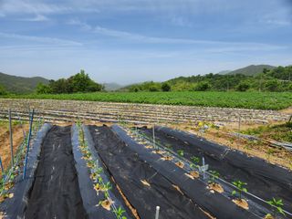 금우님의 감자 · 영농일지 작성글 사진