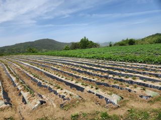 금우님의 감자 · 영농일지 작성글 사진